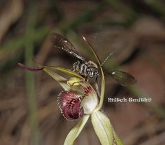 Caladenia fitzgeraldii