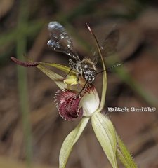 Caladenia fitzgeraldii