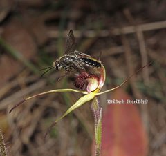 Caladenia fitzgeraldii