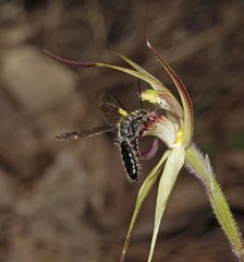Caladenia fitzgeraldii