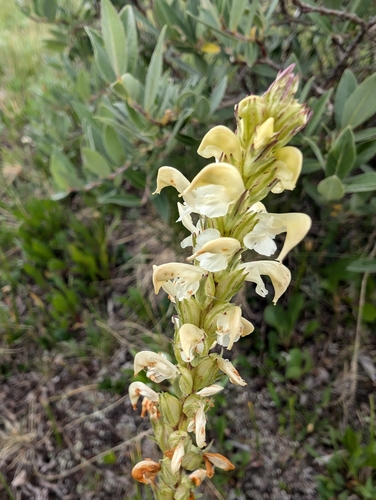 Image of Pedicularis parryi by (c) Zac Peterson, some rights reserved (CC BY)