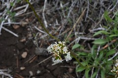 Valeriana californica