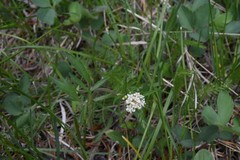 Valeriana californica