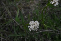Valeriana californica