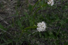 Valeriana californica
