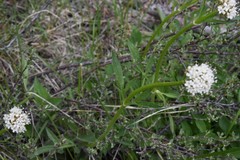 Valeriana californica
