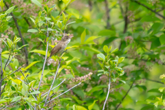 Acrocephalus dumetorum