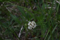 Valeriana occidentalis