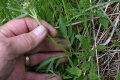 Valeriana occidentalis