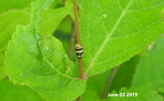 Mesoptyelus nigrifrons
