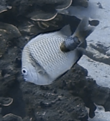 Reticulated Damselfish (Dascyllus reticulatus) - recorded at Mini Wall