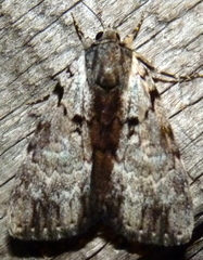 Catocala andromedae