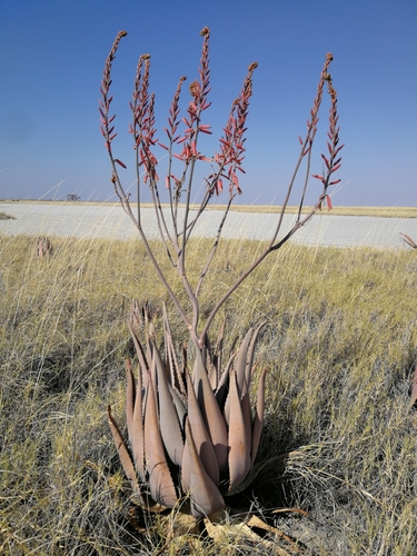 Aloe littoralis