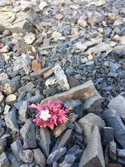 Claytonia saxosa
