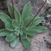 Echeveria schaffneri - Photo (c) Pedro Nájera Quezada, some rights reserved (CC BY-NC), uploaded by Pedro Nájera Quezada