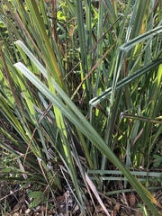 Carex spissa