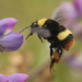 Crotch's Bumble Bee - Photo (c) Travis Cooper, some rights reserved (CC BY-NC-ND), uploaded by Travis Cooper