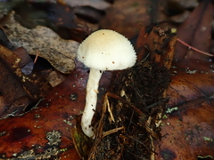 Tympanella galanthina