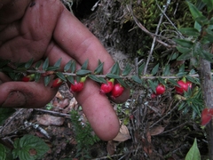 Disterigma empetrifolium