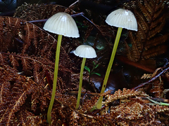 Mycena subviscosa