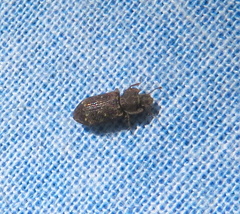 Namunaria pacifica
