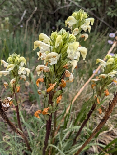 Image of Pedicularis parryi by (c) Zac Peterson, some rights reserved (CC BY)