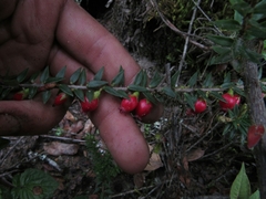 Disterigma empetrifolium