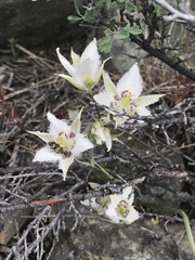 Calochortus lyallii