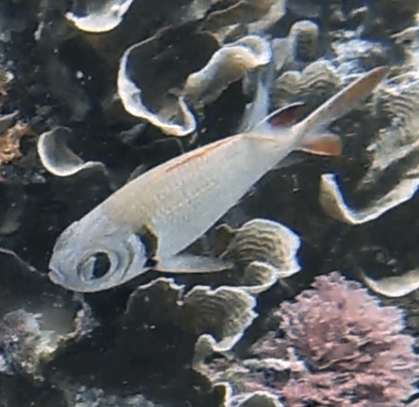 Pearly soldierfish