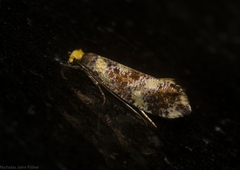 Monopis chrysogramma