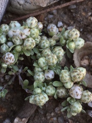 Psilocarphus tenellus