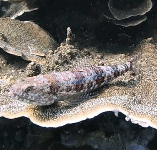 Variegated Lizardfish (Synodus variegatus)