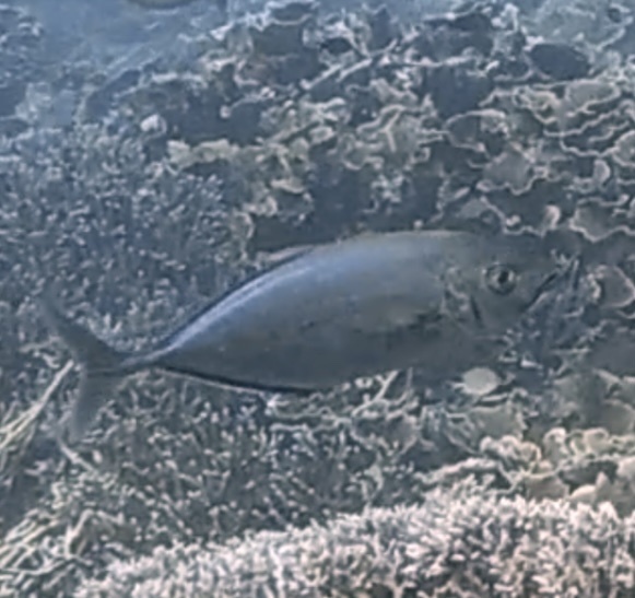 barcheek trevally