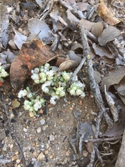 Psilocarphus tenellus