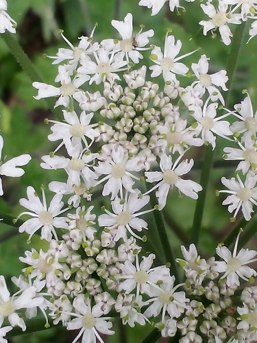 Heracleum sphondylium iNat (3)