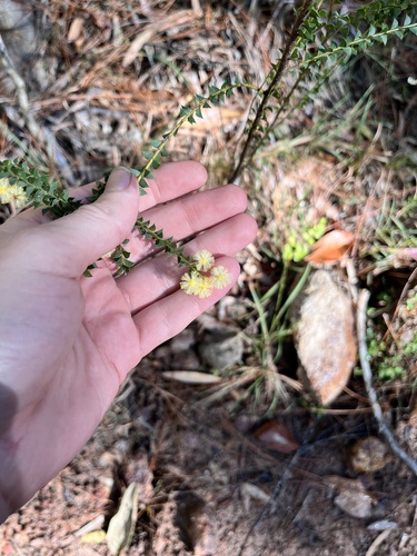 Image of Acacia hubbardiana by no rights reserved