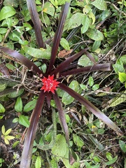 Aechmea nidularioides, photograph (c) fern Wildtruth, some rights reserved (CC BY)