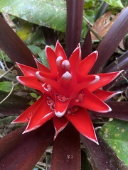 Aechmea nidularioides, photograph (c) fern Wildtruth, some rights reserved (CC BY)
