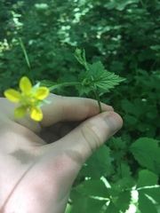 Geum macrophyllum macrophyllum