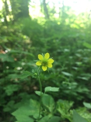 Geum macrophyllum macrophyllum