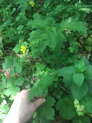 Geum macrophyllum macrophyllum