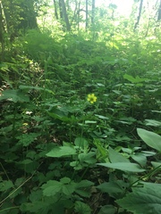 Geum macrophyllum macrophyllum