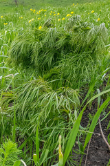 Peucedanum morisonii