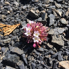 Claytonia saxosa