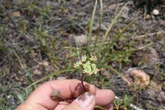 Perideridia bolanderi