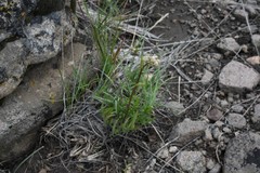 Perideridia bolanderi