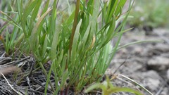 Perideridia bolanderi