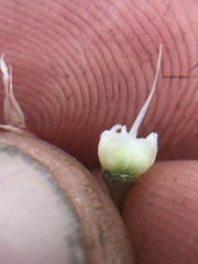 Allium haematochiton