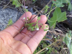 Eucrypta chrysanthemifolia bipinnatifida