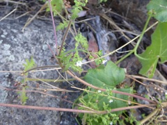 Eucrypta chrysanthemifolia bipinnatifida